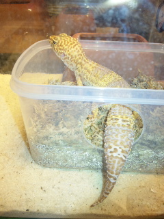 あの坂をのぼれば もうすぐ あのひとに遭える 峯田和伸の がぶがぶdieアリー