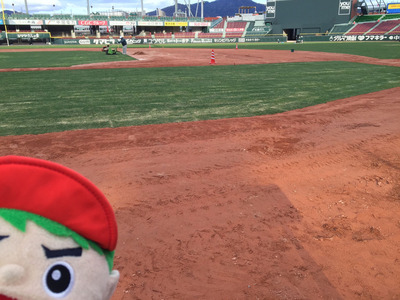 マツダスタジアム天然芝張り替え6