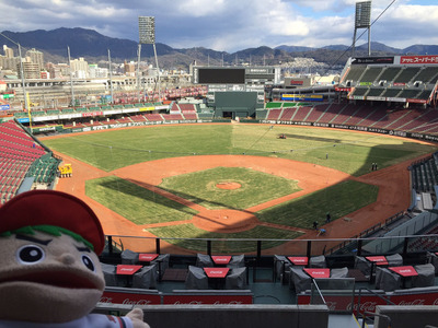 マツダスタジアム天然芝張り替え5