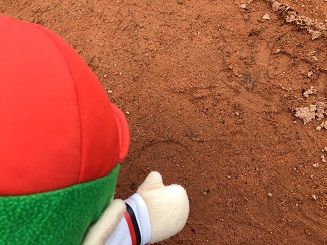マツダスタジアム天然芝張り替え7