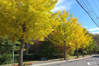 紅葉