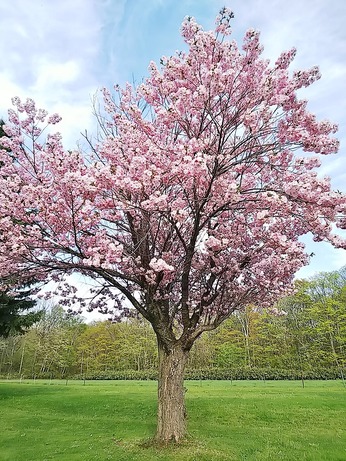 エゾ山桜