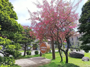 桜