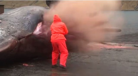 exploding-whale