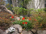 桜の杜の写真-21