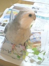 2006.06.21¥Ï¥³¥Ù