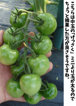 tomato3