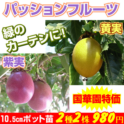 パッションフルーツ苗 販売