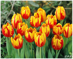 tulip10