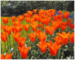 tulip11