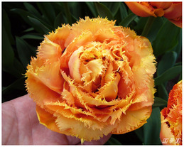 tulip13