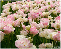 tulip9