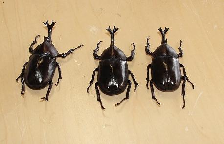 オキカブの交雑個体 : オキナワカブトムシ研究所