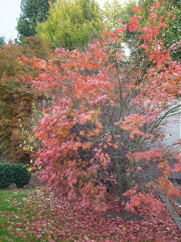 Novembre 2-13