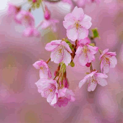 sakura38