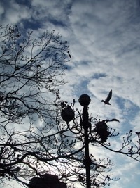 冬空