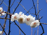 梅