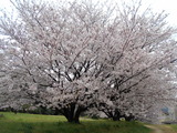 太宰府 桜