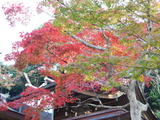 紅葉