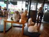 猫カフェ