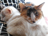 猫カフェ