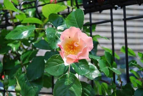 �o���E�R���N�V�������炫�n�߂܂����B