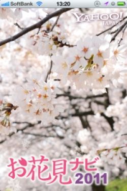 Yahoo!お花見2011_1