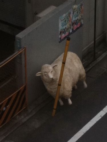加藤夏希さんとリアルすぎる羊