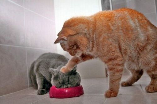押すなよ、絶対押すなよ! dachou cats