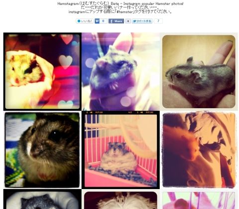 hamstagram