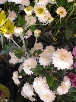 CIMG1249