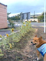 ひまわり