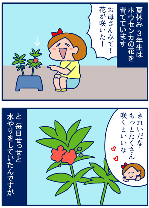 ホウセンカ01