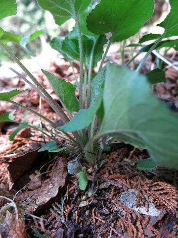 resize22371