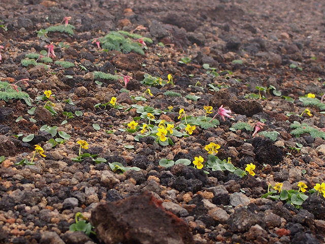 resize12425