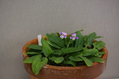 resize8812