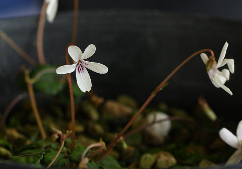 resize8779