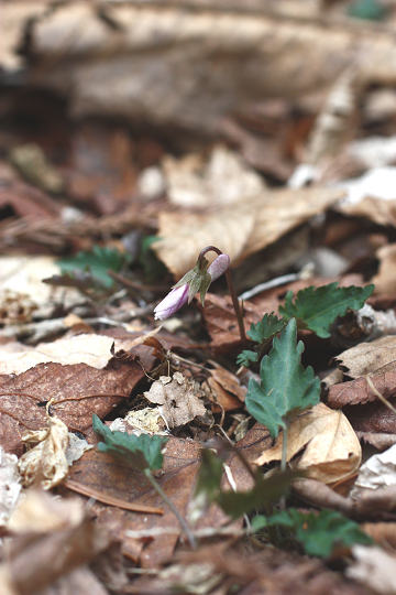 resize34014