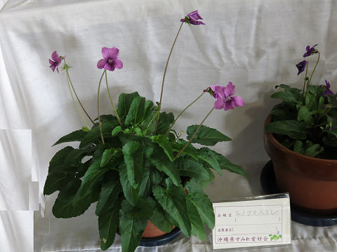 resize32909