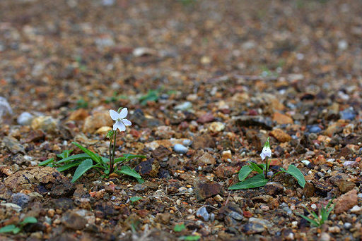 resize19045