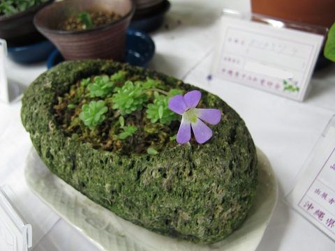 resize8811