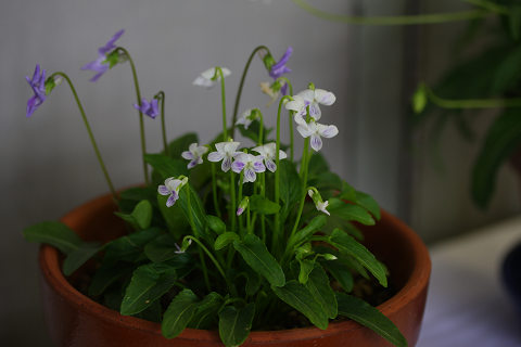 resize8785