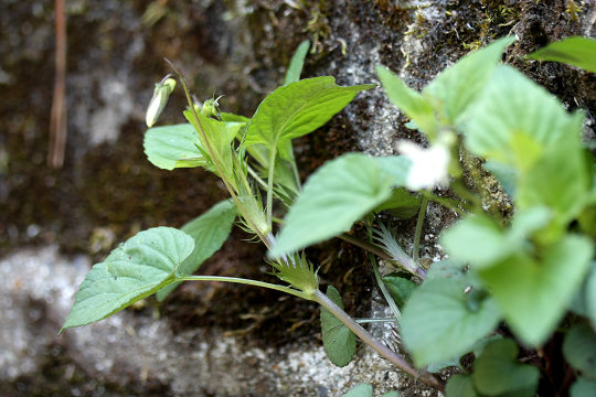 resize22338