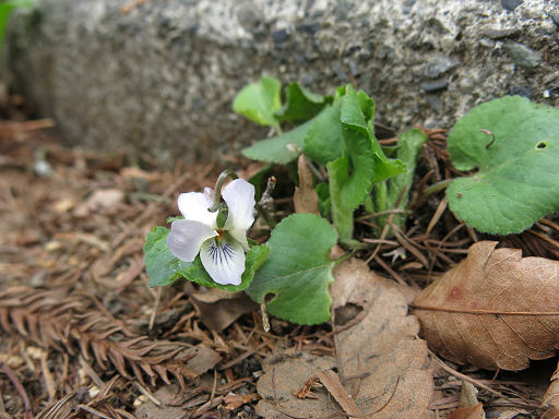 resize33956
