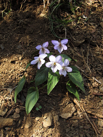 resize9454