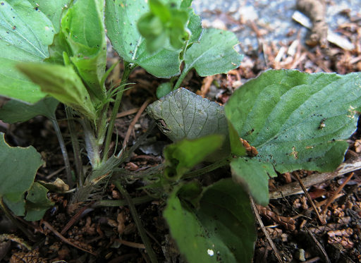 resize22317