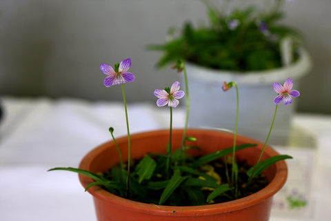 resize8787