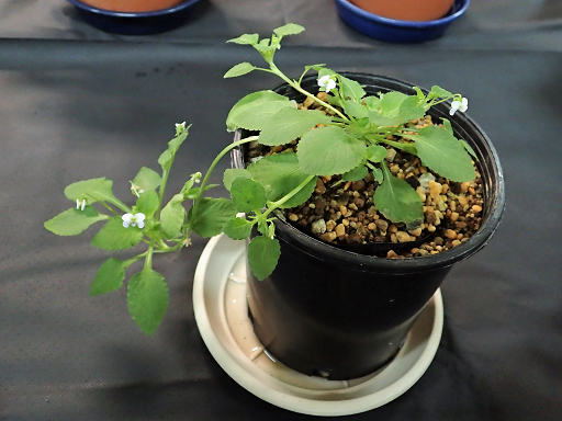 resize64746