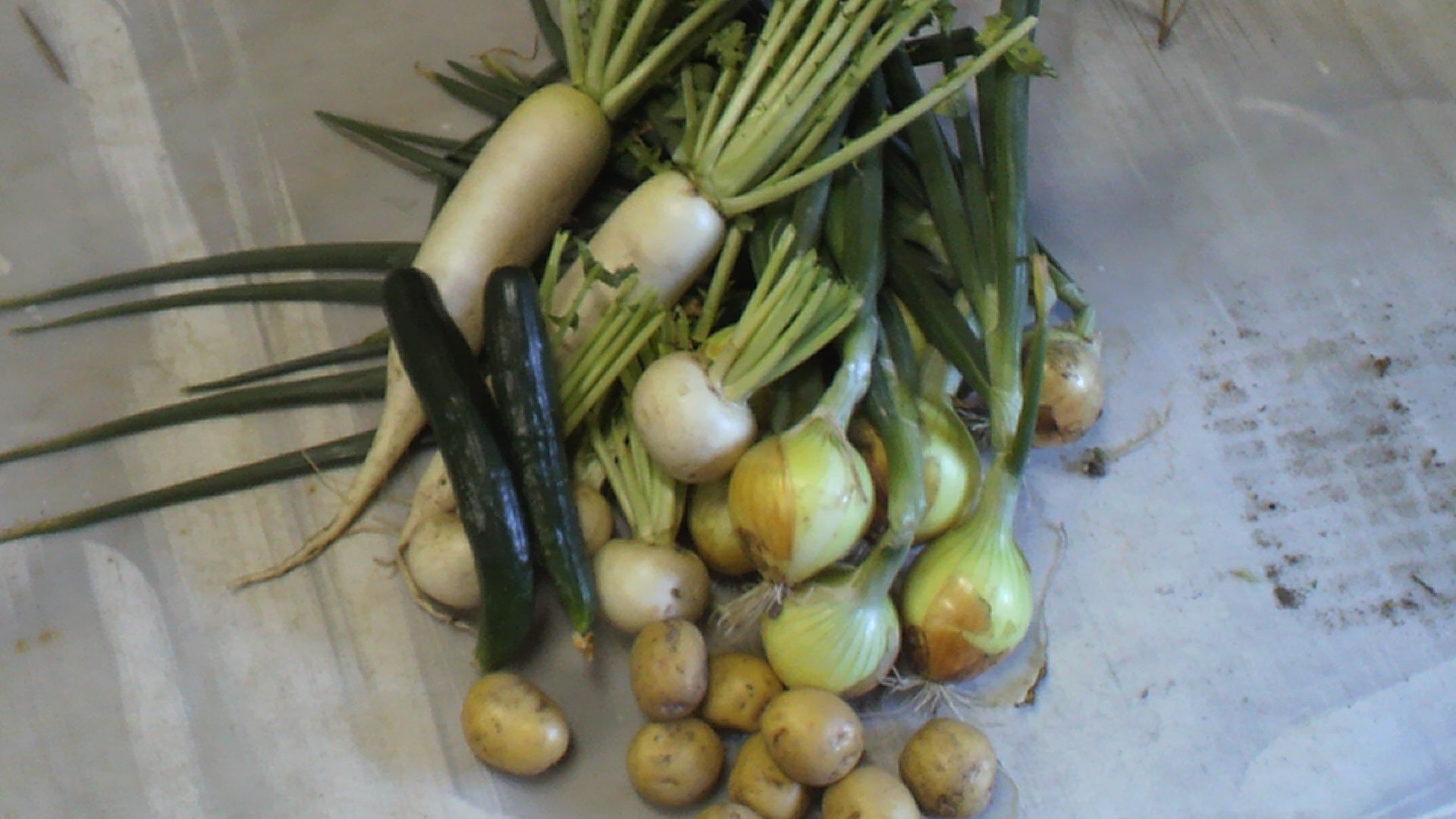 野菜