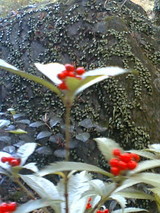 瑞巌寺の植物